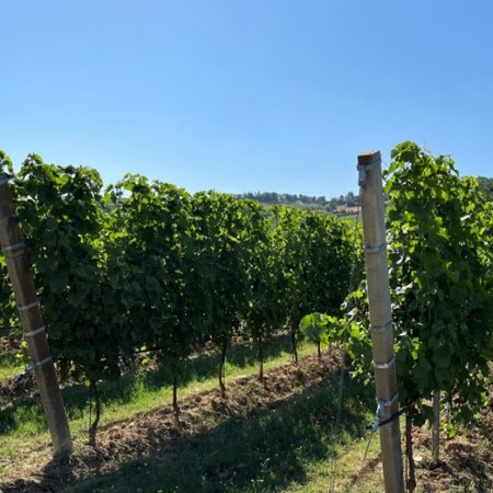 Filari di vite ordinati nel vigneto sperimentale di Tebano, sede della prova sperimentale a lungo termine su compost e biochar (Fonte RiNova)
