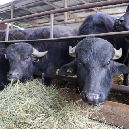 Bufali al fronte mangiatoia in stalla di azienda agricola partner del progetto, intenti a mangiare fieno (Fonte Ruminantia)