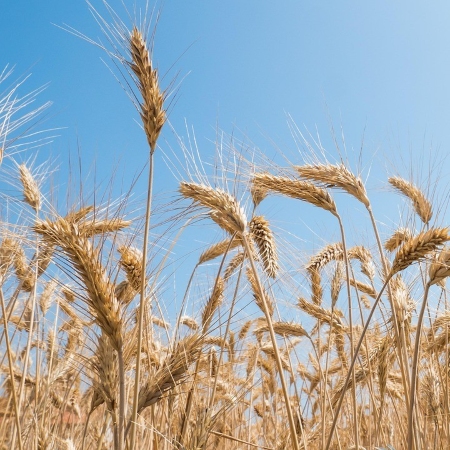 Primo piano di spighe dorate di frumento duro in campo contro uno sfondo di cielo azzurro (Fonte Lucio Alfonsi da Pixabay)