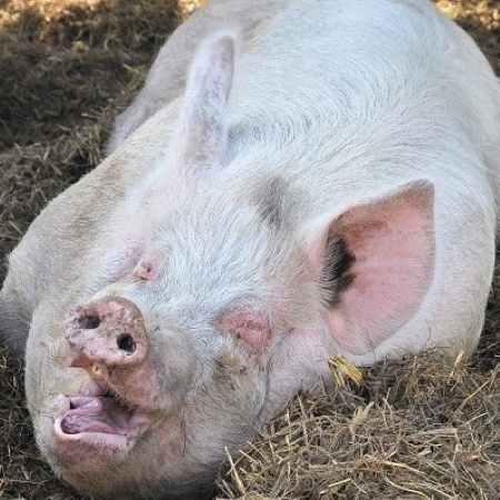 Foto di suino adulto sdraiato su lettiera di paglia (Fonte Fabrizio Dell’Aquila)