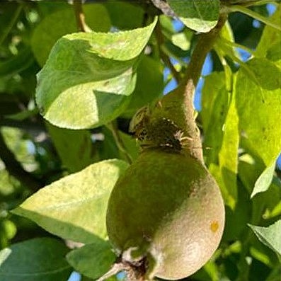 Pera acerba su un albero attaccata da una cimice asiatica sulla parte superiore del frutto (Fonte Agri 2000 Net)