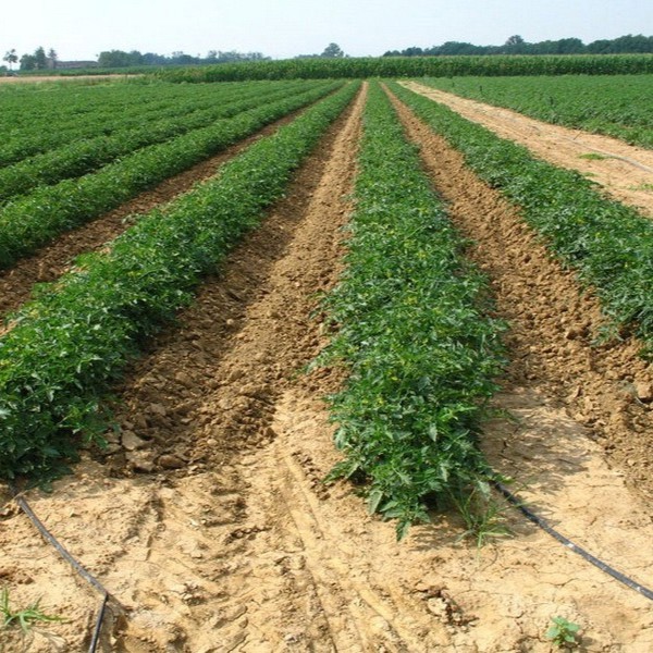 Filari regolari di pomodoro su terreno lavorato, con tubazioni di irrigazione a goccia che corrono lungo ogni fila (Fonte OI Pomodoro da Industria Nord Italia)