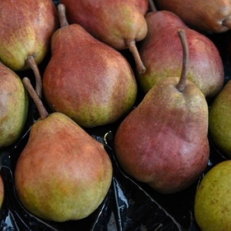Cassetta contenete pere varietà Red Bartlett dal colore rosso rubino (Fonte Fabrizio Dell’Aquila)
