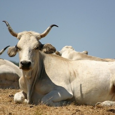 Giovane bovino da carne di grande taglia, dal mantello bianco‑avorio, in condizioni di allevamento all’aperto (Fonte Fabrizio Dell’Aquila)