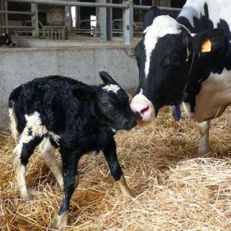 Scena in stalla con una vacca adulta e un vitello appena nato (Fonte CRPA)