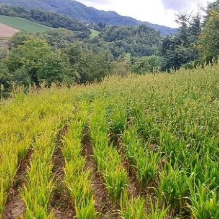 Appezzamento collinare coltivato a sorgo bianco da granella, con due varietà affiancate che mostrano differenti stadi di fioritura, evidenziando risposte fenologiche diverse in condizioni di campo (Fonte UniMORE)
