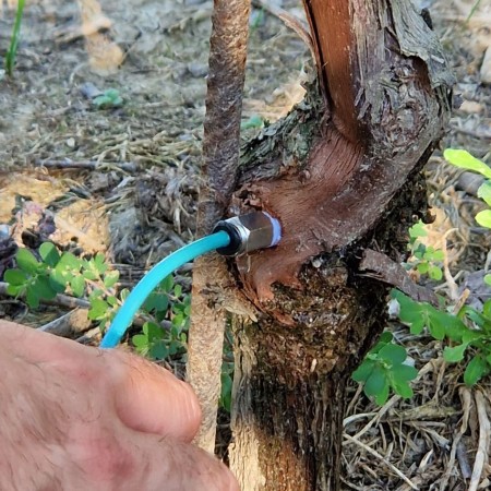 Un raccordo metallico inserito nel tronco di una vite, collegato a un tubo azzurro che inietta un formulato liquido nei tessuti della pianta come trattamento endoterapico ad alta pressione contro i giallumi. (Fonte RiNova)