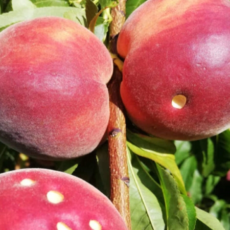 Nettarine mature presentano fori rotondi sulla buccia, tipici dei danni causati da forficule (Fonte RiNova)