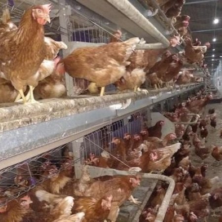Allevamento avicolo con galline ovaiole su strutture in voliera e a terra (Foto CRPA)
