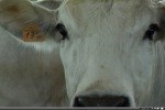 Bovinitaly: la filiera delle carni bovine di qualità