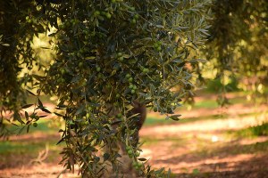 Eccellenze rurali: filiera olivicola-olearia
