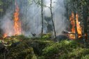 Bando 2020 per il ripristino delle foreste danneggiate