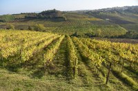 L'agricoltura dell’Emilia-Romagna è a portata di click: dai progetti per l’innovazione alle buone prassi aziendali