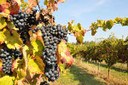 Presentare pratiche del settore vitivinicolo