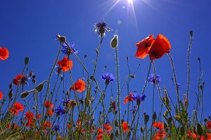 Bandi interventi agro-climatici-ambientali con impegni 1°gennaio 2023