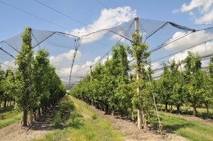 Aperte le domande del bando per la diffusione di sistemi di difesa attiva da parte delle imprese frutticole regionali