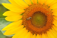 Bandi interventi agro-climatici-ambientali