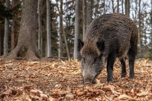 Graduatoria bando prevenzione da peste suina africana