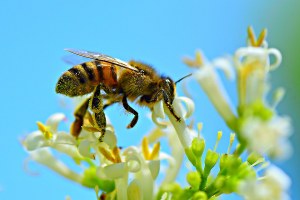 Graduatoria domande di sostegno ammissibili bando SRA18 - Impegni per l'apicoltura