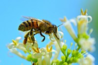 Bando intervento SRA18 - Impegni per l'apicoltura